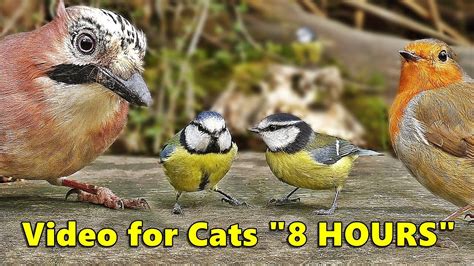 video of birds for cats to watch|live bird videos for cats.